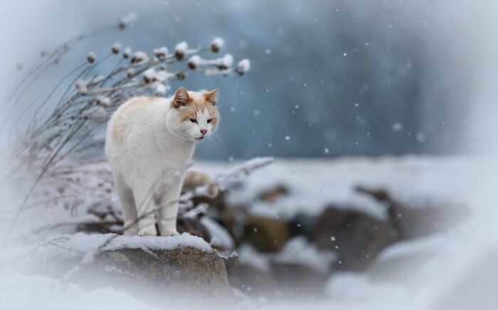 A white and orange cat standing on a snowy rock in a winter landscape, an award-winning pet photo.