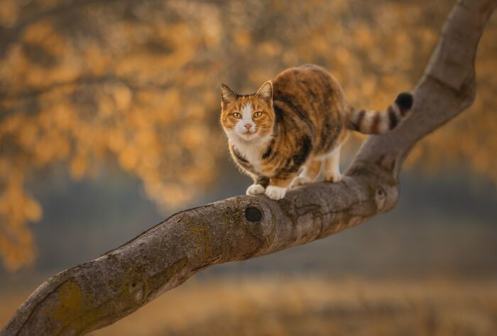 Calico cat perched on a tree branch, showcasing the best Pet Photography Awards image.
