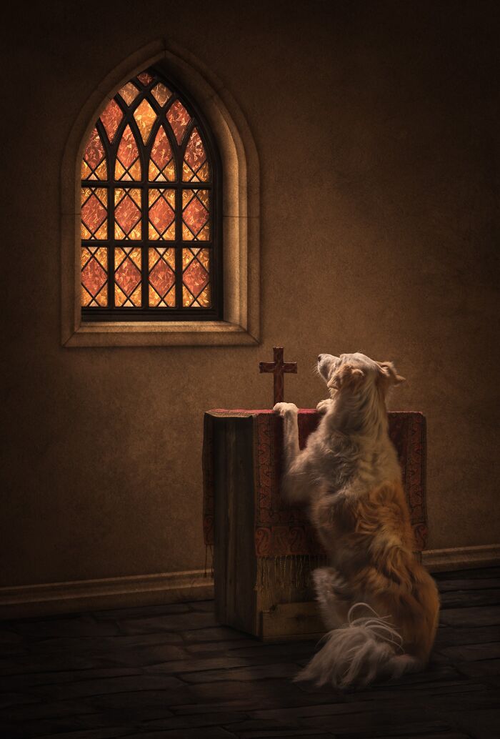 A dog stands on its hind legs praying at an altar in this striking pet photography award image.