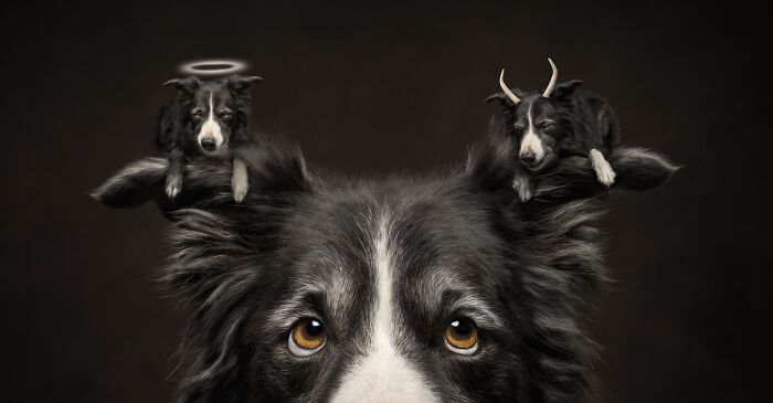 Creative pet photography shows a border collie with an angel and devil on its head, part of the photography awards.