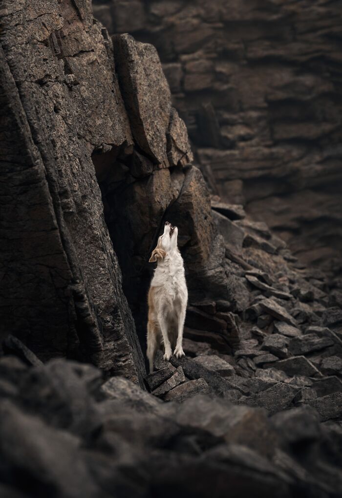 A white and brown dog howling, standing on rocks with a dark, rocky background, showcasing pet photography.
