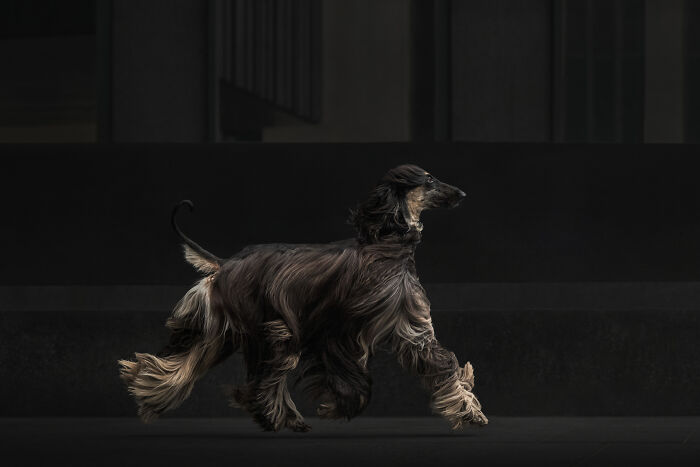 An elegant Afghan Hound with long flowing fur runs gracefully, one of the favorite images from the Pet Photography Awards.