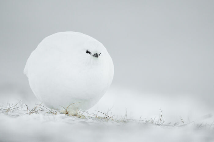 A round white bird with tiny eyes, a funny wildlife awards finalist, stands out against a snowy background.