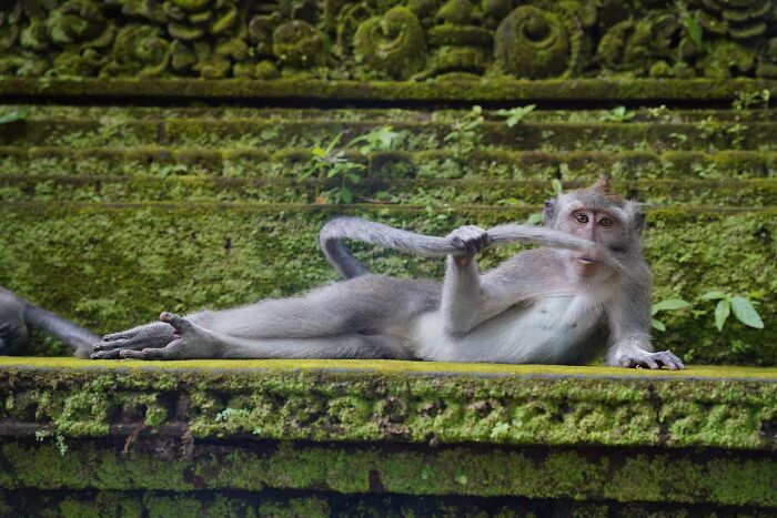 A monkey plays with its tail, striking a funny pose in one of the Comedy Wildlife Awards photos.