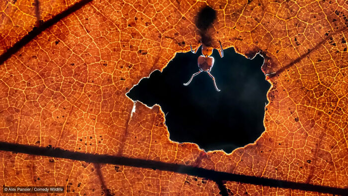 An ant peering through a hole in a vibrant orange leaf, a funny Comedy Wildlife Awards finalist photo.