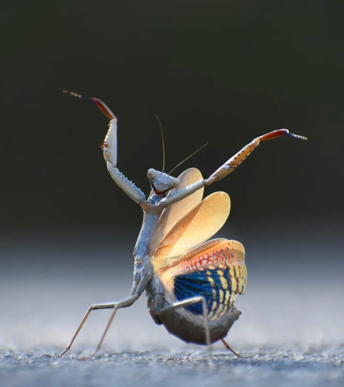 A praying mantis with colorful wings open, striking a pose, a funny Comedy Wildlife Awards finalist photo.