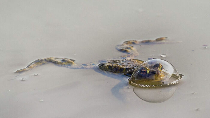 A frog with a bubble over its head submerged in water, a funny Comedy Wildlife Awards finalist photo.