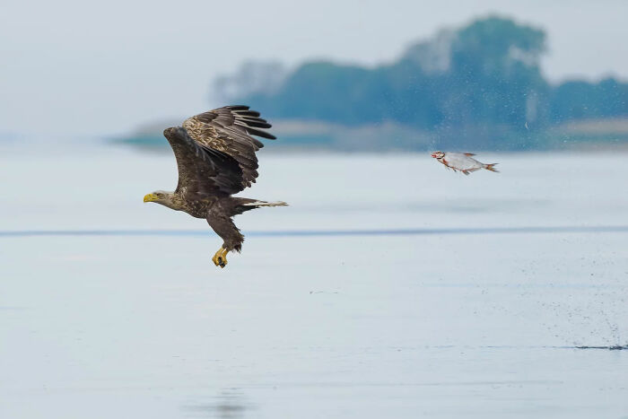 An eagle flying above water, having just caught a fish, a funny Comedy Wildlife Awards finalist photo.
