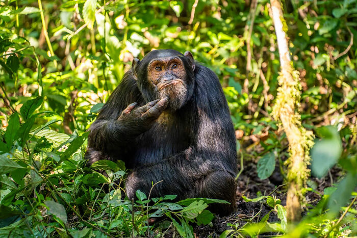 A thoughtful chimpanzee among lush green foliage, a funny Comedy Wildlife Awards finalist photo.