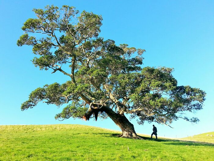A person standing under a large, ancient tree, signifying profound comebacks and turning insults into art.