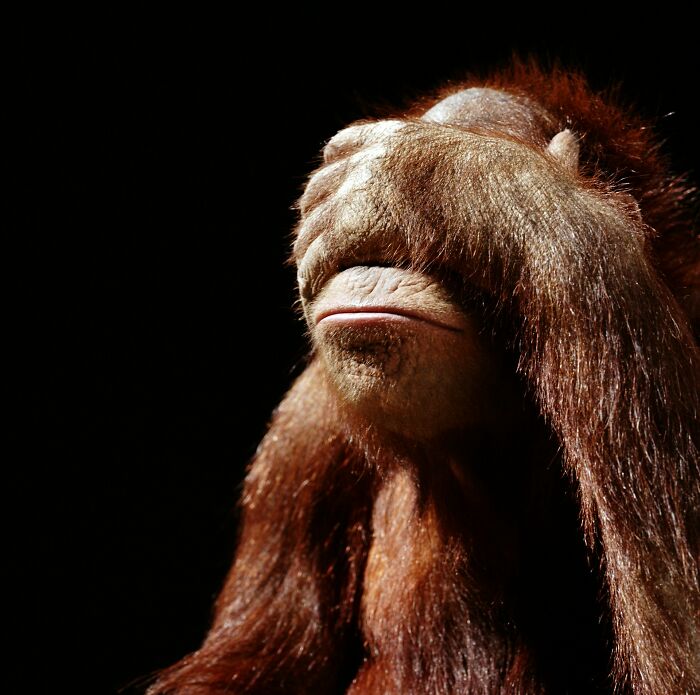 Orangutan covering its eyes, depicting an amazing comeback from embarrassment. Turning insults into art.