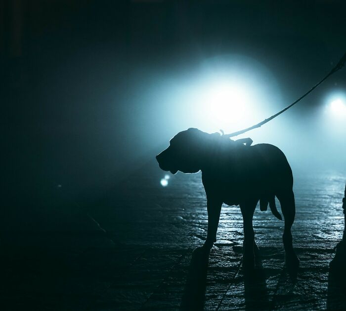 A dark silhouette of a dog on a leash against a bright light in a dark, foggy setting, representing unsettling memories.