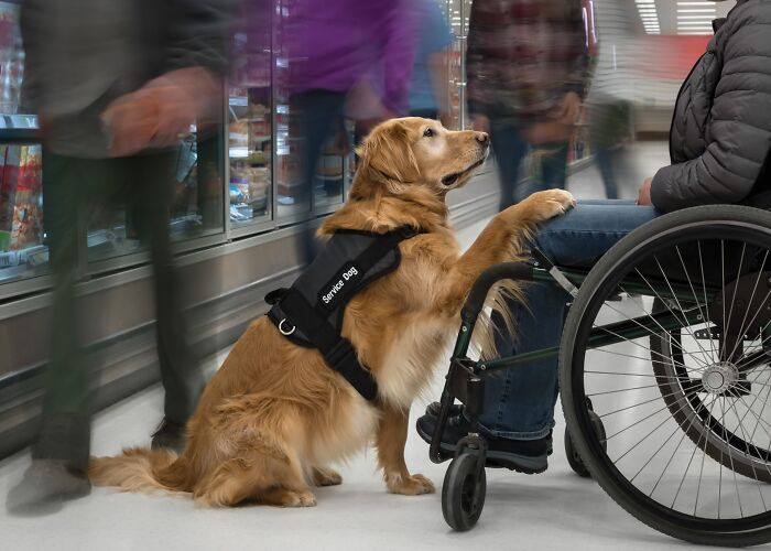 A golden retriever service dog with a harness, paw on a person's leg in a wheelchair, in a store, for pet photography awards.