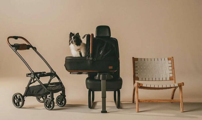 A brilliant design choice: a small dog in a stroller next to a car seat and a wooden chair, surprising people.