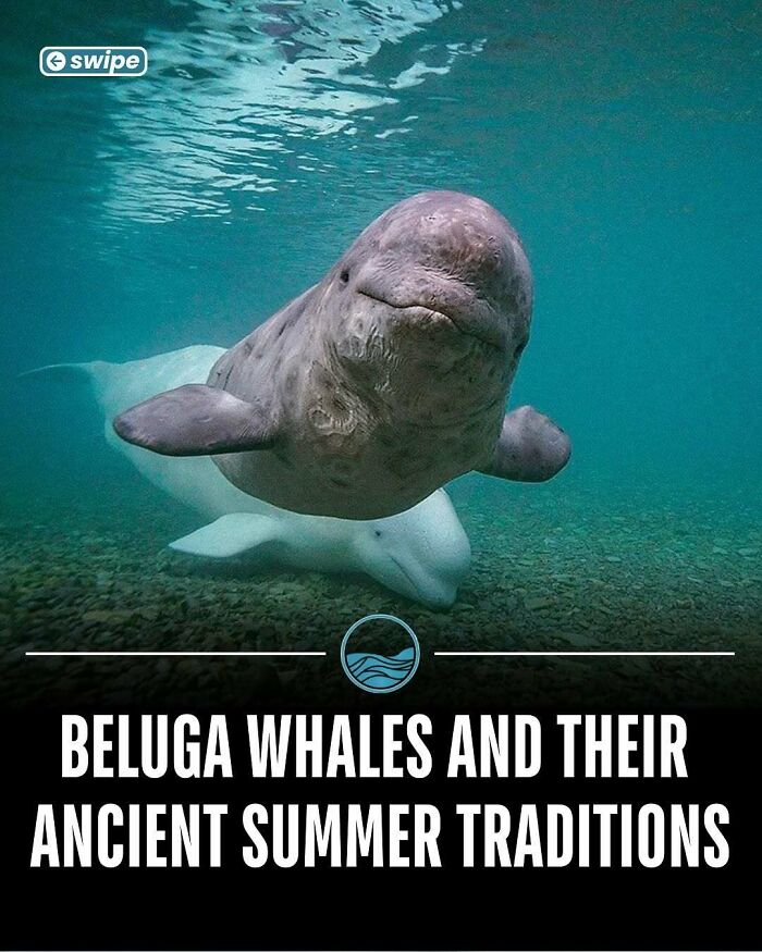Two beluga whales swimming underwater, revealing unseen facts about their ancient summer traditions.