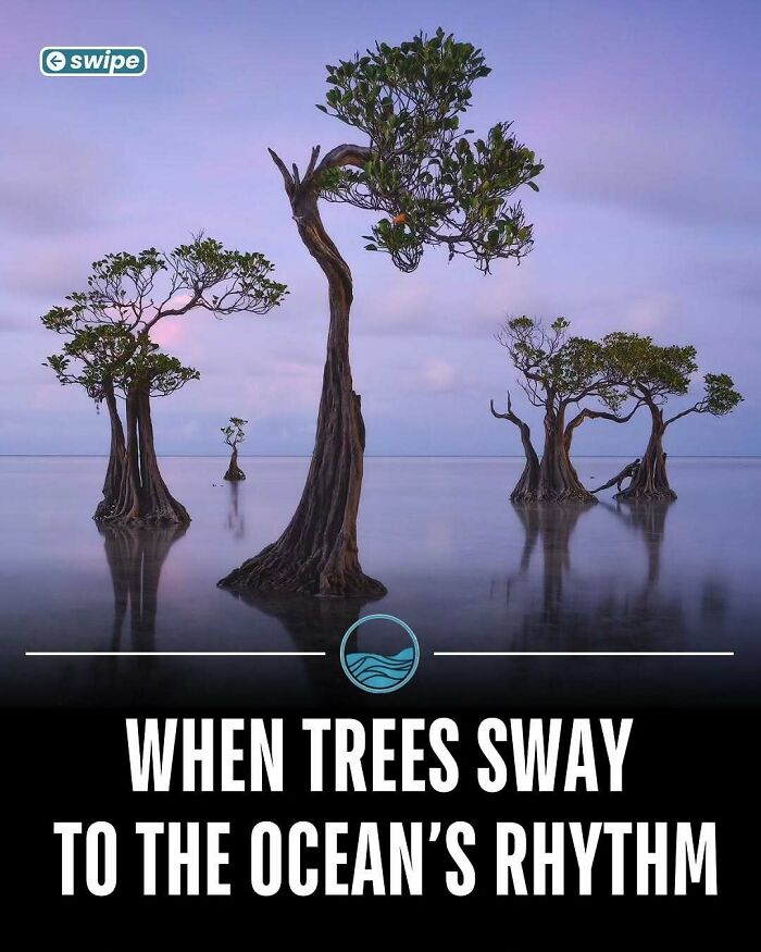 Mangrove trees standing in shallow water at sunset, illustrating unseen facts about trees swaying to the ocean's rhythm.