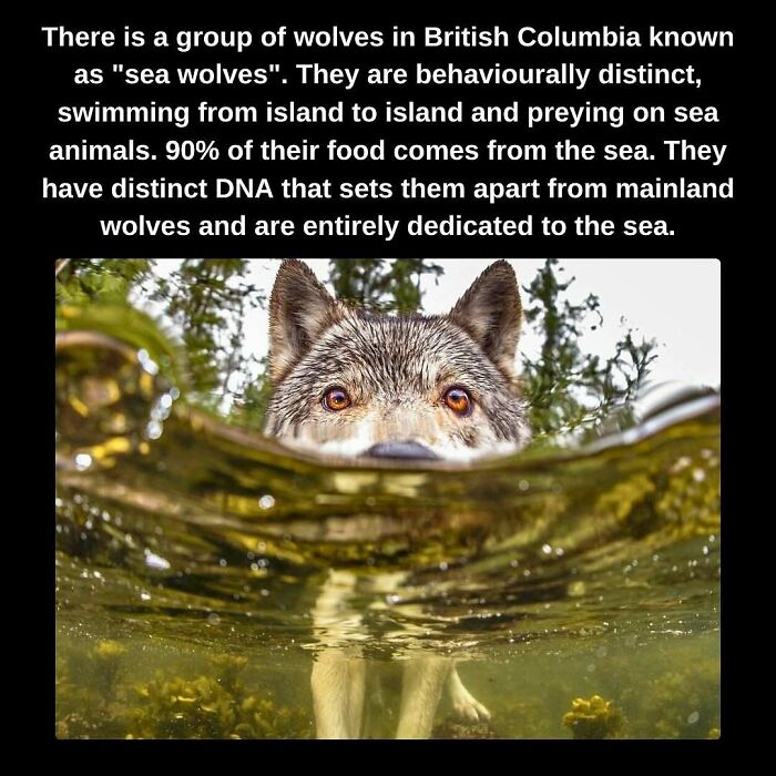 Unseen facts: A sea wolf in British Columbia, its head peeking above water, showcasing its marine adaptation.