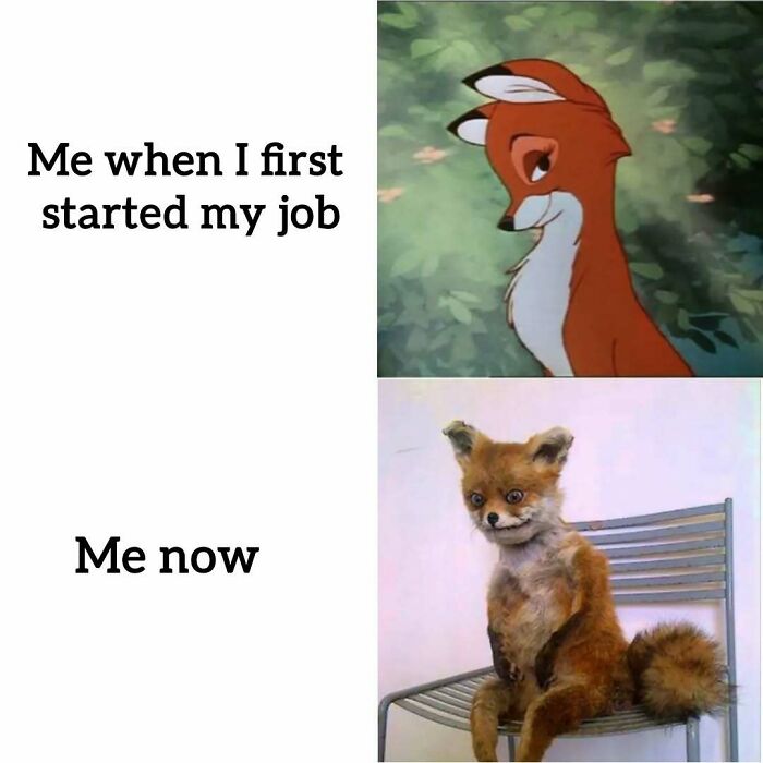 Fox meme showing transformation from optimistic new job to jaded current job, relatable meme for having to work.