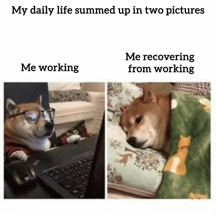 A meme showing a dog working at a laptop and then sleeping, captioned My daily life summed up in two pictures. Relatable memes.