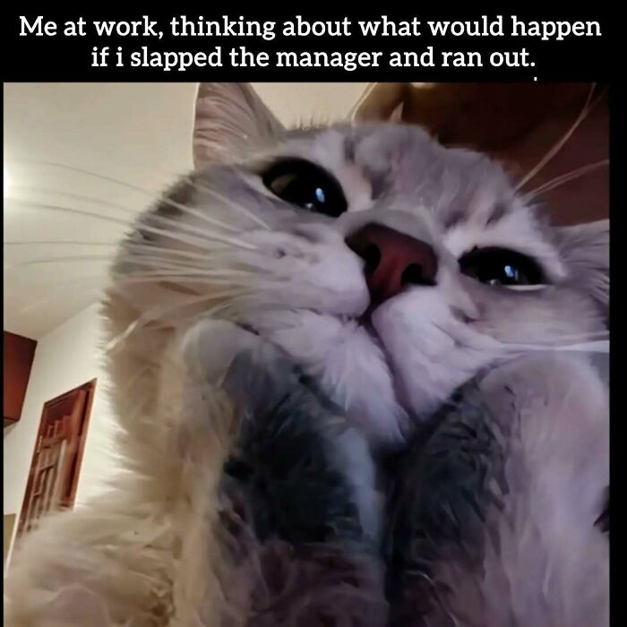 Work tomorrow again: A funny meme of a cat thinking about slapping a manager at work.