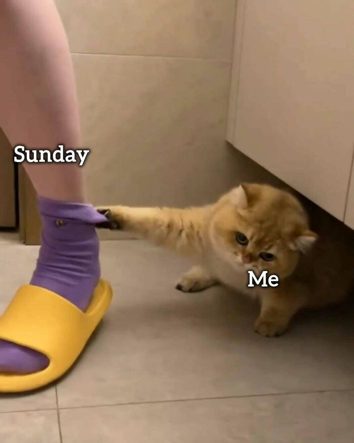 A relatable meme of a cat clinging to a leg labeled Sunday, depicting reluctance to work tomorrow.