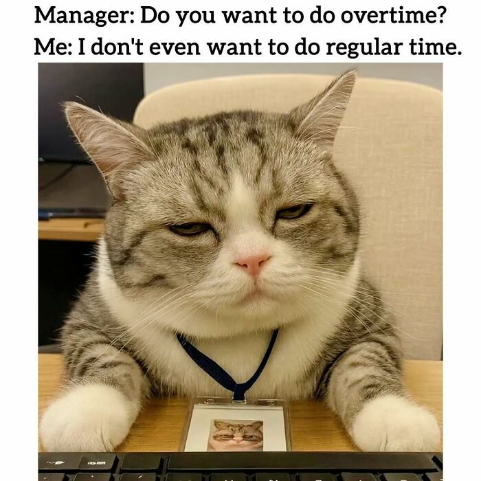 A meme of a grumpy cat at a desk, illustrating relatable memes about having to work tomorrow.
