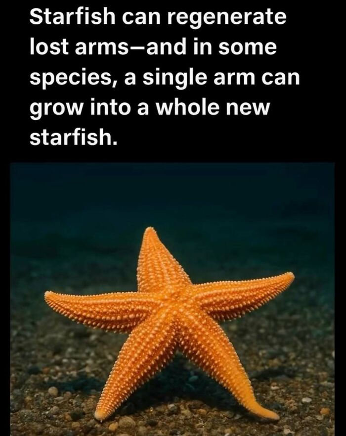 An orange starfish on the ocean floor, illustrating unseen facts about starfish regeneration.