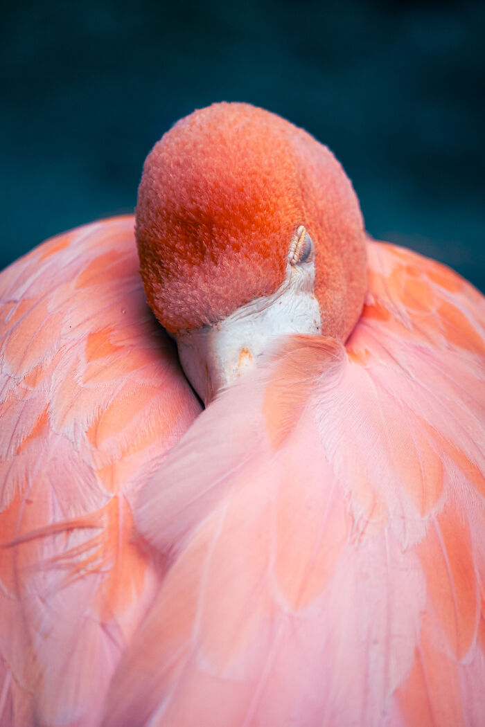 Award-winning photographer captures the beauty of nature through extraordinary close-up portraits of a pink flamingo.