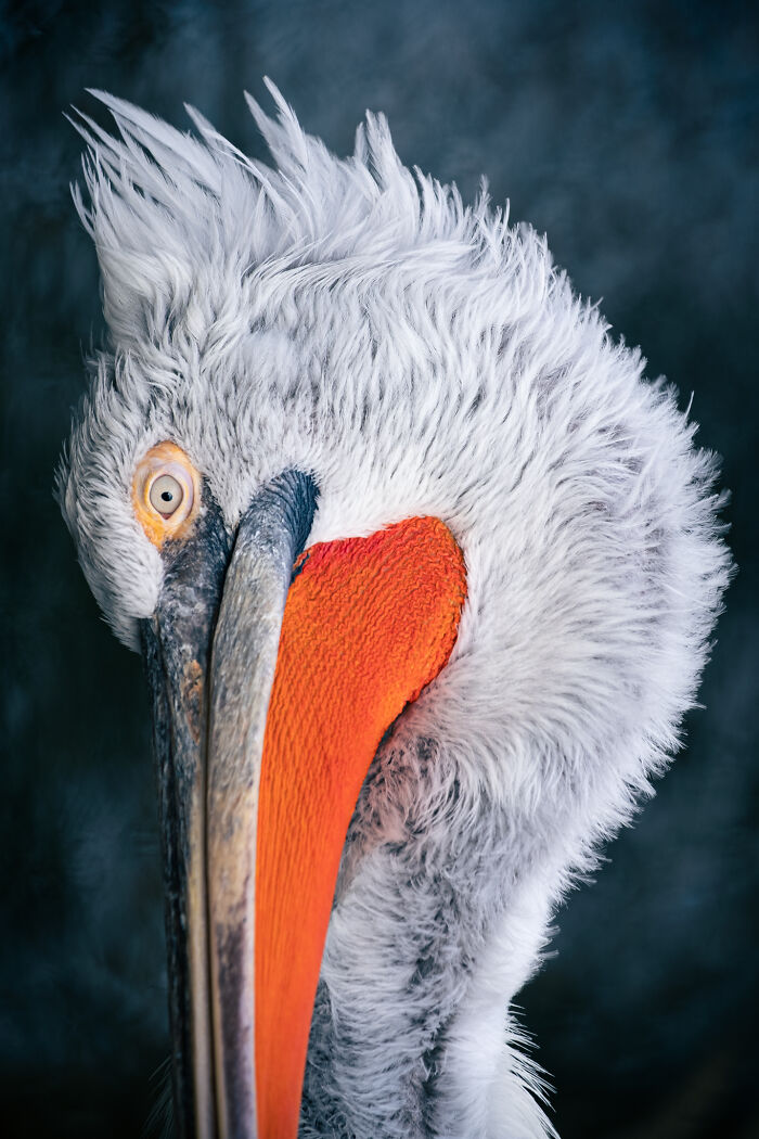 Award-winning photographer captures the beauty of nature through extraordinary close-up portraits of a pelican with an orange beak.