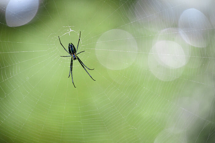 Award-winning photographer captures the beauty of nature through extraordinary close-up portraits of a spider in its web.