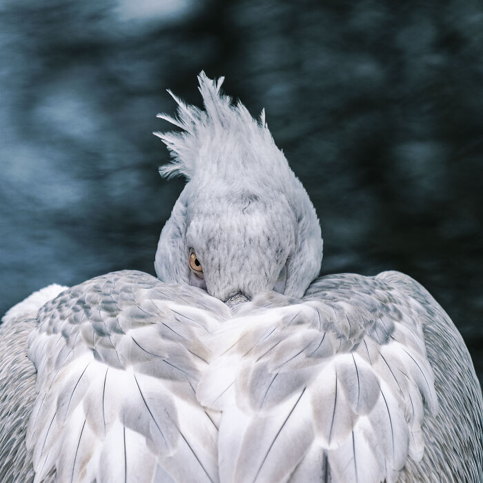Award-winning photographer captures the beauty of nature through extraordinary close-up portraits of a white bird with an orange eye.