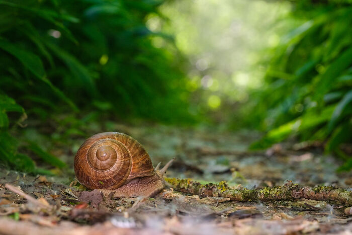 Award-winning photographer captures the beauty of nature: a snail slowly moving along a path amidst lush green foliage.