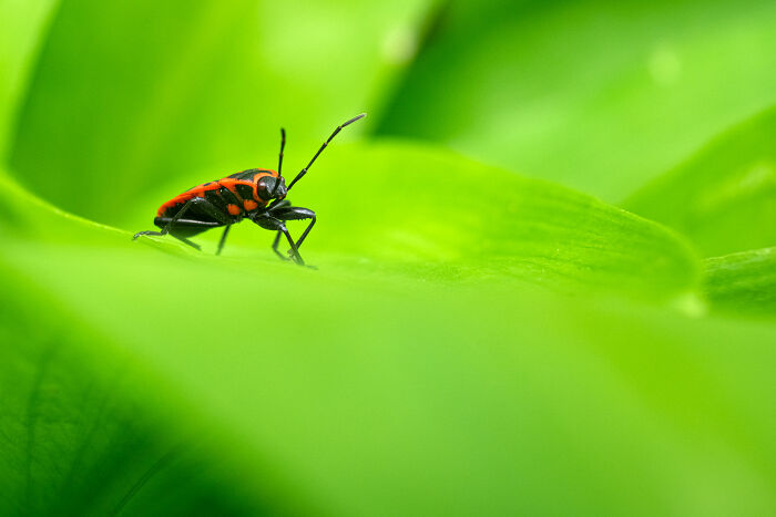 Award-winning photographer captures the beauty of nature: a red and black bug on a bright green leaf, a close-up portrait.