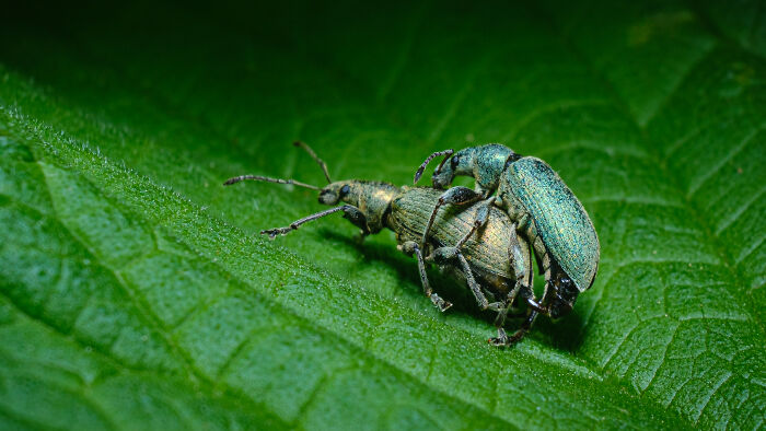 Award-winning photographer captures the beauty of nature: two weevils mating on a vibrant green leaf, a close-up portrait.