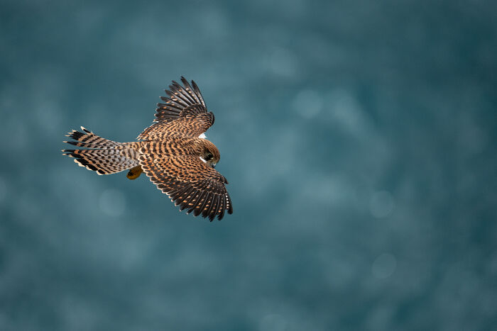 Award-winning photographer captures the beauty of nature: a bird in flight against a blurred blue background.