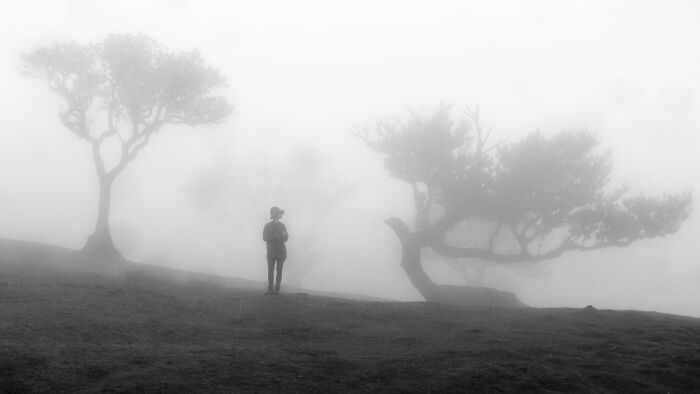 Award-winning photographer captures the beauty of nature: a lone figure in a foggy landscape with two trees.