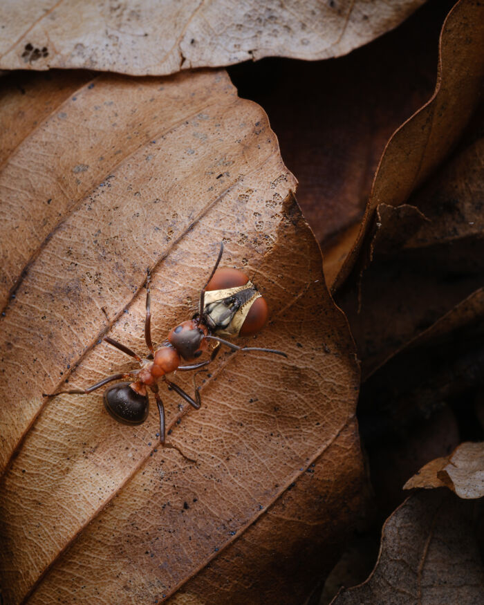 Award-winning photographer captures the beauty of nature through extraordinary close-up portraits of an ant on a leaf.