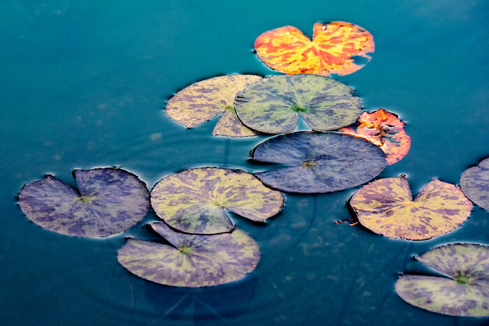 Award-winning photographer captures the beauty of nature through extraordinary close-up portraits of water lilies.