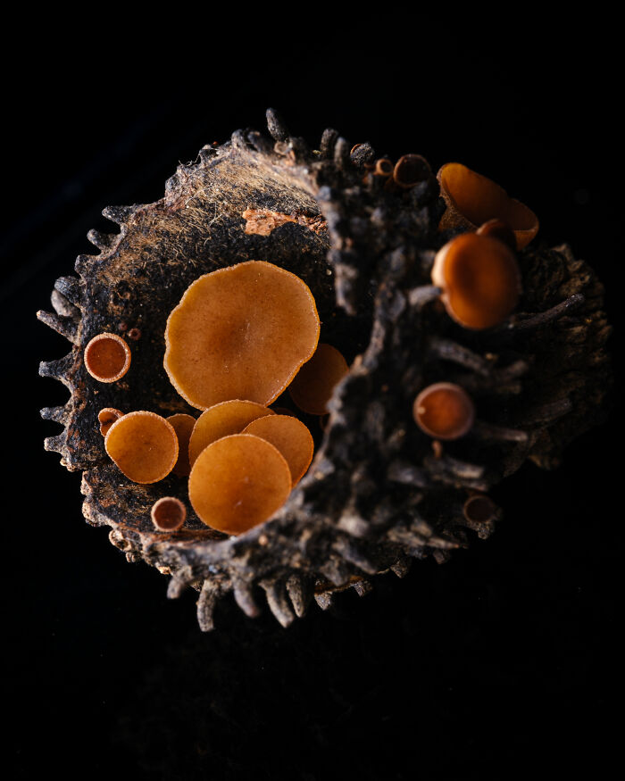 Award-winning photographer captures the beauty of nature through extraordinary close-up portraits of small fungi.