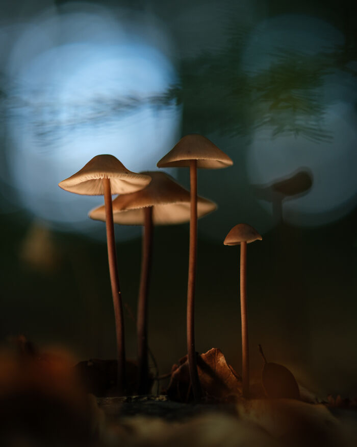 Award-winning photographer captures the beauty of nature through extraordinary close-up portraits of small mushrooms.