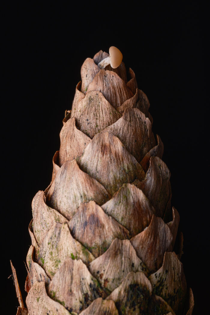 A close-up portrait of a pinecone with a tiny mushroom on its tip, illustrating the beauty of nature.