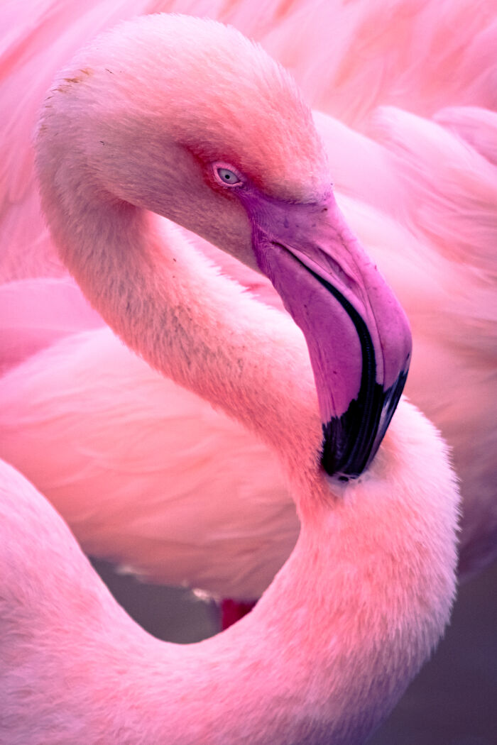 An extraordinary close-up portrait of a vibrant pink flamingo with its head bent, emphasizing the beauty of nature.