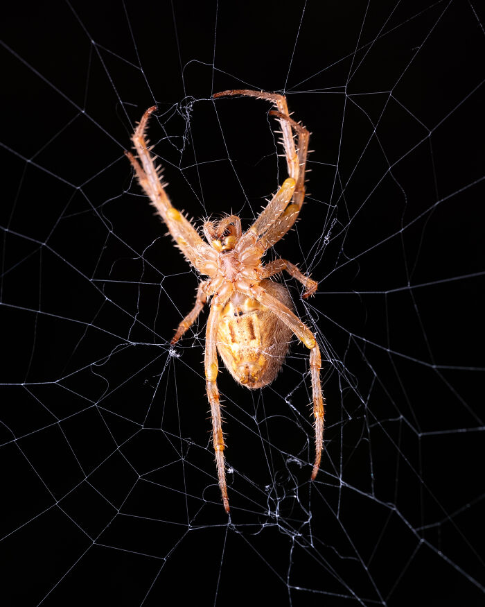 A close-up portrait of a spider centered in its web against a dark background, capturing the beauty of nature.