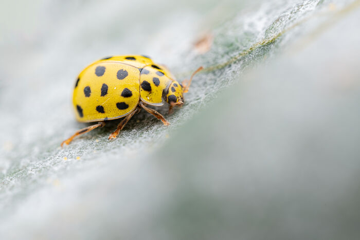 An extraordinary close-up portrait of a yellow ladybug with black spots on a light green leaf, showcasing the beauty of nature.