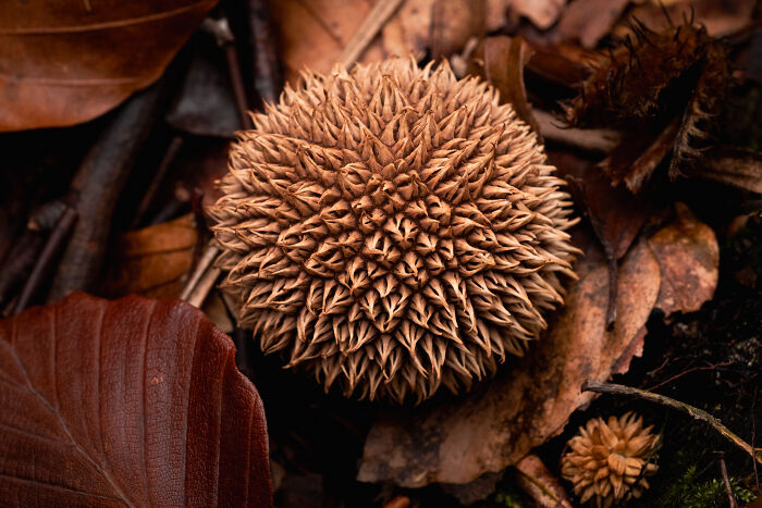 A close-up portrait of a spiky brown seed pod amidst fallen autumn leaves, highlighting the beauty of nature.