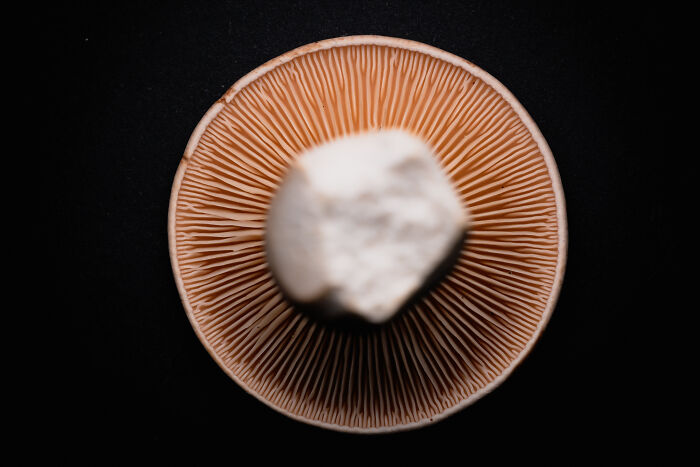 Award-winning photographer captures the beauty of nature: an intricate close-up portrait of a mushroom's gills.