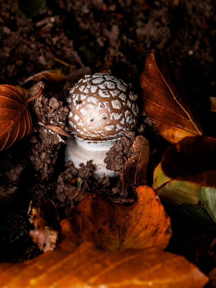 Award-winning photographer captures the beauty of nature: a small mushroom emerging from the earth among fallen leaves.
