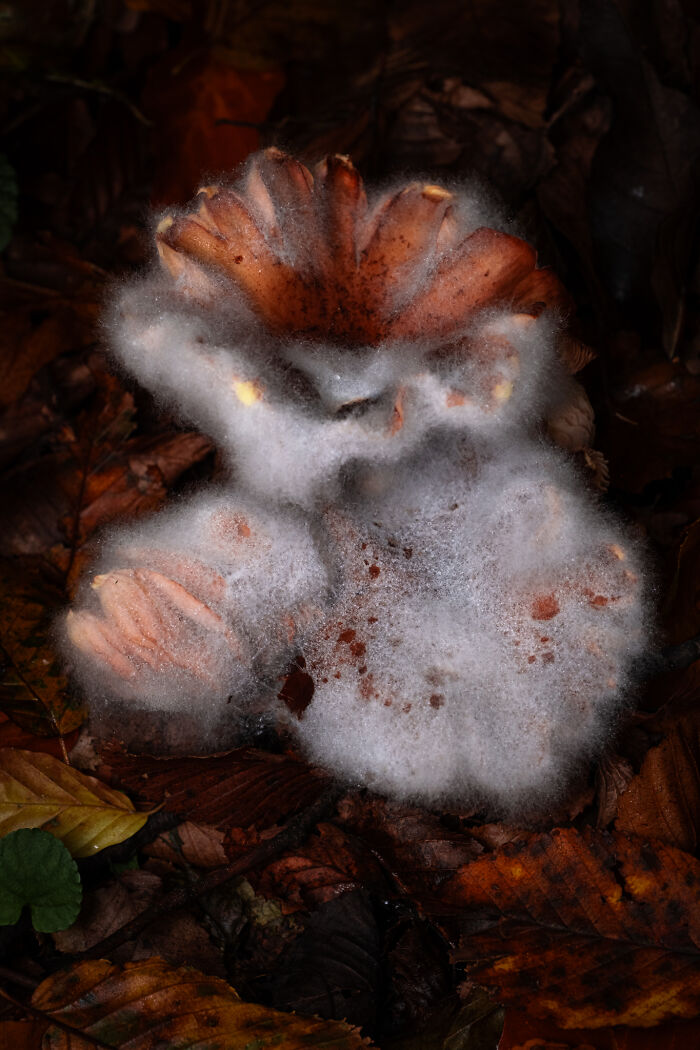 Award-winning photographer captures the beauty of nature: a unique fungi covered in white fuzz on a bed of leaves.