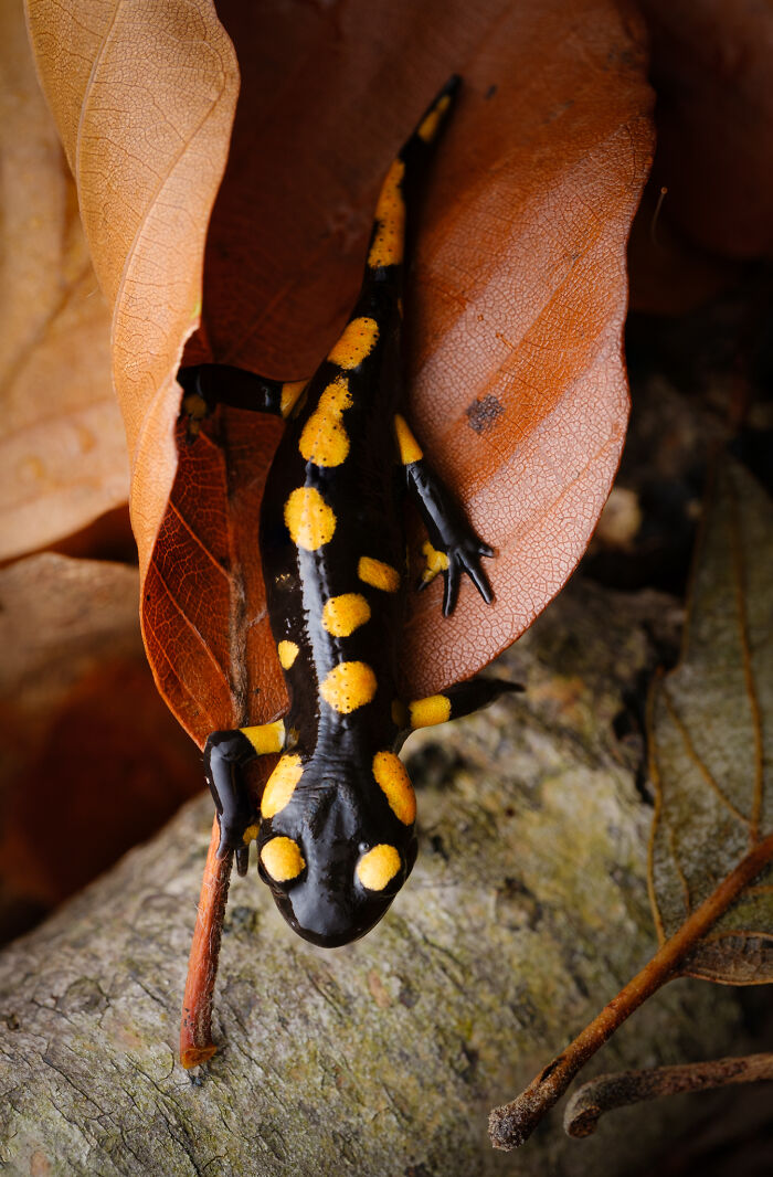 Award-winning photographer captures the beauty of nature: a vibrant yellow-spotted salamander on a brown leaf.
