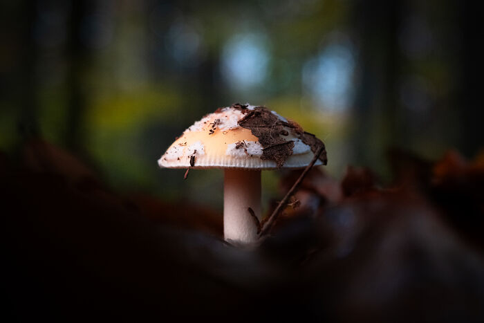 Award-winning photographer captures the beauty of nature: a close-up portrait of a mushroom on the forest floor.